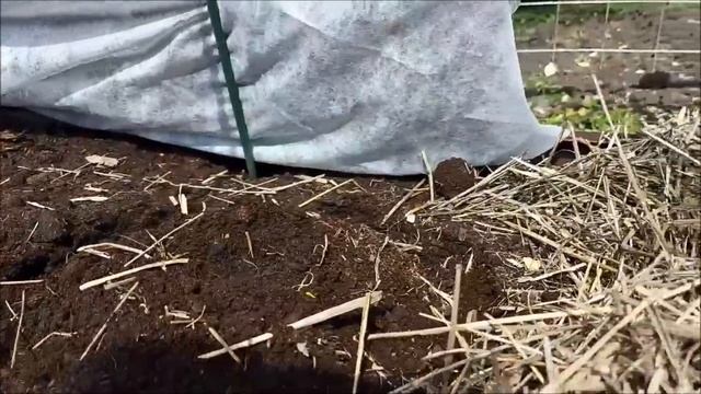 Посадка рассады тыквы в грунт. Шоу "Огородница" смотреть онлайн