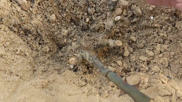 ПЕРВАЯ ПОДКОРМКА роз. ОЖИВЛЯЕМ розы после зимы смотреть онлайн