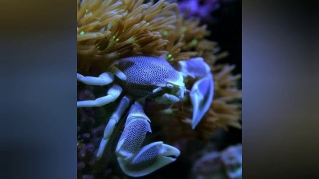 Всемирный день океанов Степанова Н.Л смотреть онлайн