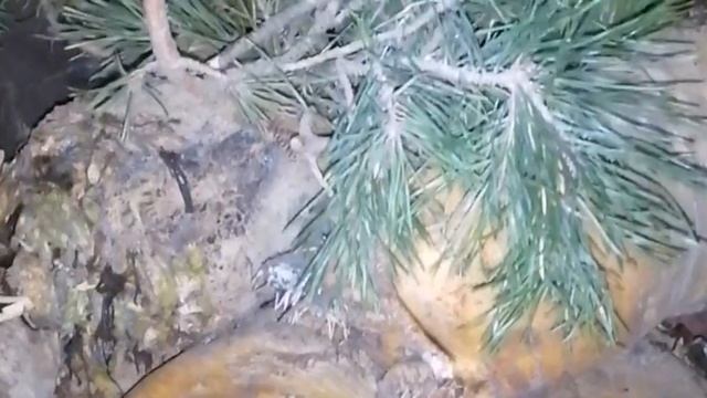 Это надо делать сейчас.  Как защитить погреб от грызунов. Мой метод. #полезныесоветы #деревня