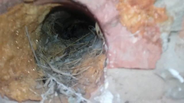 Птенцы воробья 2 выводок смотреть онлайн