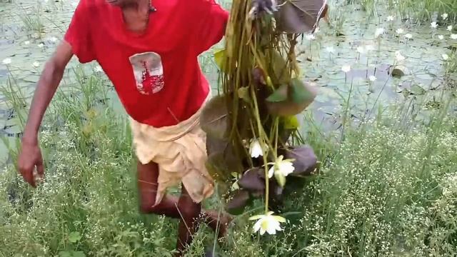 Nymphaea lotus | kukabeli plant | white lotus plant | how to plant nymphaea lotus | tiger lotus смотреть онлайн