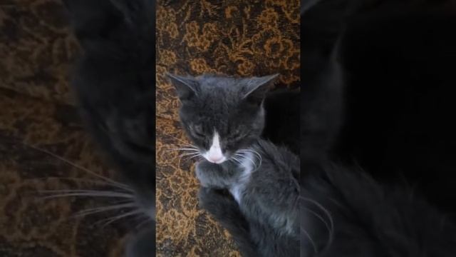 Наюта ,как лечила кота с помощью соли и мыла Наюта!(5 ый день ) смотреть онлайн