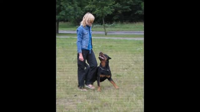 Cherniy Kumir Krashkina Doch.rottweiler смотреть онлайн