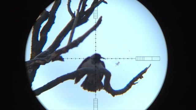 Crow Hunting Кроухантинг минус 100