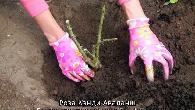 Роза Аваланж смотреть онлайн