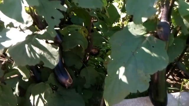 Баклажан "Король севера" смотреть онлайн