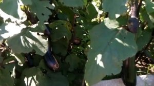 Баклажан "Король севера"