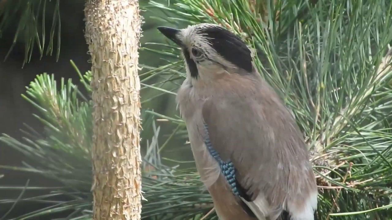 20 мая - птенцы уже вот-вот вылетят смотреть онлайн