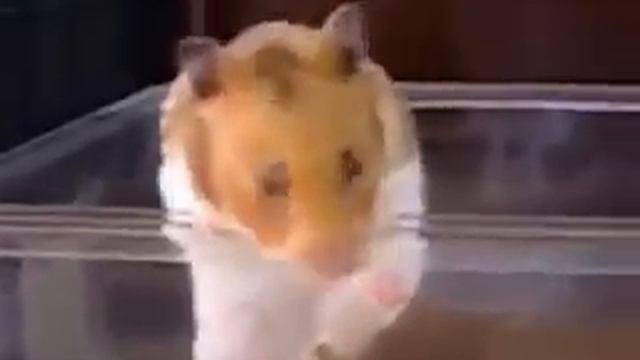 Хомяк убегает из клетки :-) смотреть онлайн