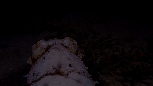 Про каракатицу: интересные факты// Абу Даббаб/ Марса Алям/ Египет смотреть онлайн