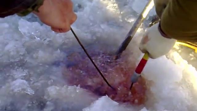 Ловля сазана на цимлянском водохранилище (зима) смотреть онлайн