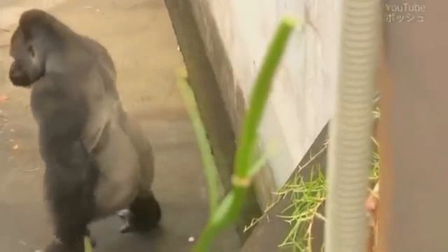 ГОРИЛЛА. УМНОЕ И СИЛЬНОЕ ЖИВОТНОЕ. Горилла в деле! смотреть онлайн