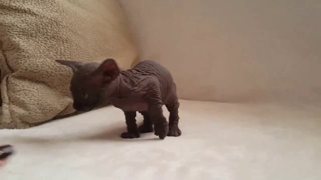 So Adorable sphynx cat - Cutest sphynx cat is the best as pet at home смотреть онлайн
