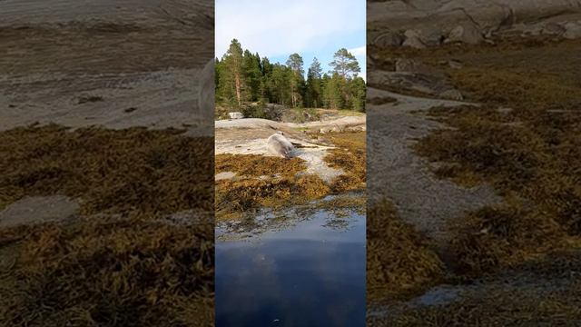 Тюлень, Белое Море. смотреть онлайн