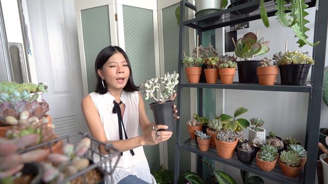 วิธีดูแลกุหลาบหินเบื้องต้น สำหรับคนสั่งพรีออเดอร์ กุหลาบหินนำเข้า มือใหม่ смотреть онлайн