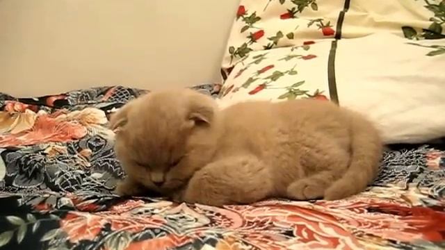 шотландская вислоухая кошка Плюшка смотреть онлайн