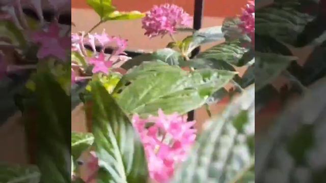 Pentas lanceolata : Information , grow & care смотреть онлайн