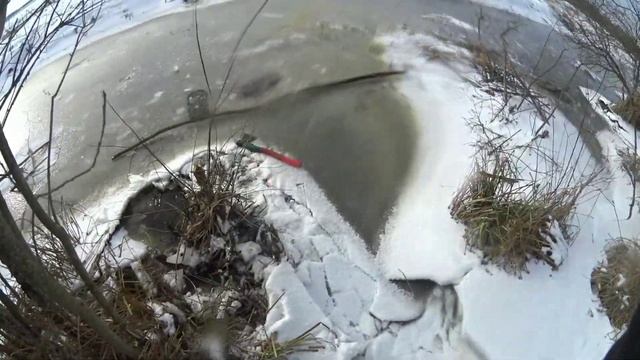 Охота на бобра капканами с приманкой зимой.#охотанабобра#КП250#охотанабобракапканами#бобр# смотреть онлайн