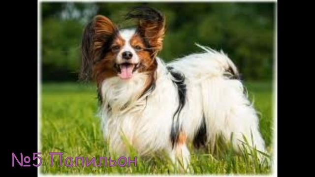Топ 9 самых милых пород собак в мире) *Вы захотите одну купить* смотреть онлайн