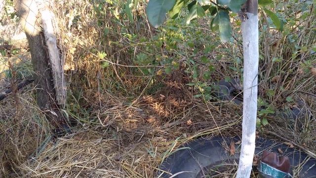 Ренклод Білий смотреть онлайн