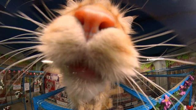 Красавец Мейн- кун. смотреть онлайн