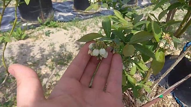 Голубика в контейнерах. Антракноз!? смотреть онлайн