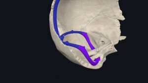 Синусы твердой мозговой оболочки /Ангиология