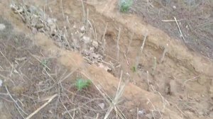 Черенкование тополя пирамидального..