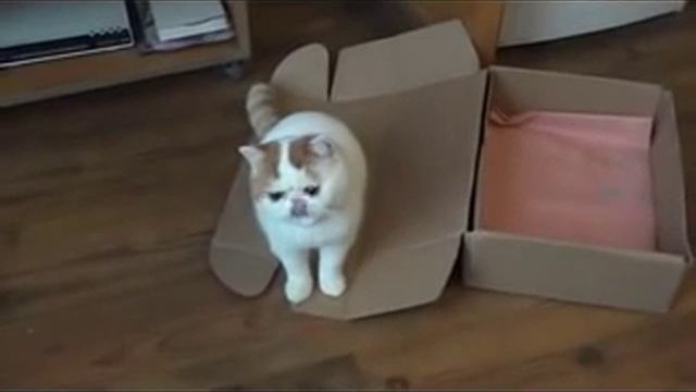 Кот Снупи и Коробка/ Cat Snoopy and Box смотреть онлайн