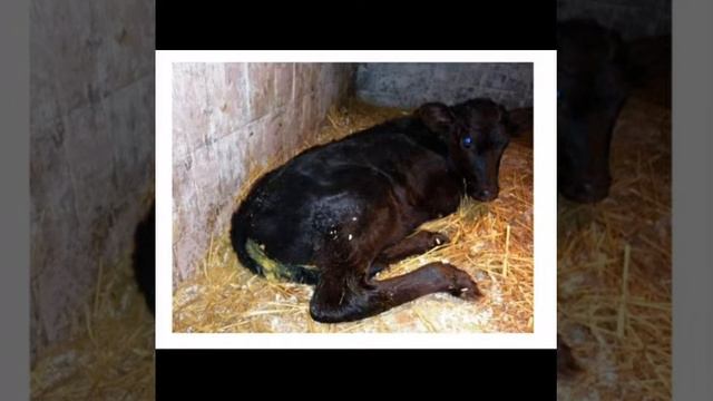 Открый онлайн урок по Ветеринарии на тему: Колибактериоз