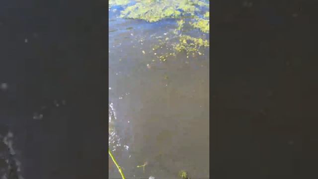 ОХОТА на рыбу с арбалетом❗наконец-то выбрался на природу❗? #shorts смотреть онлайн