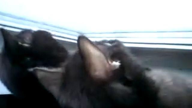 коты пищат смотреть онлайн