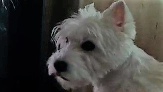 УЛЛИ - СОЛИСТКА ( УЛЛИ - Вест-хайленд-уайт-терьер) смотреть онлайн