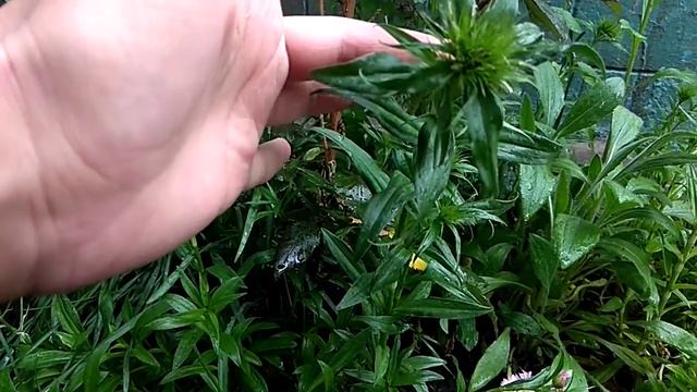 Ещё 2 новых сорта гвоздик на моем участке смотреть онлайн