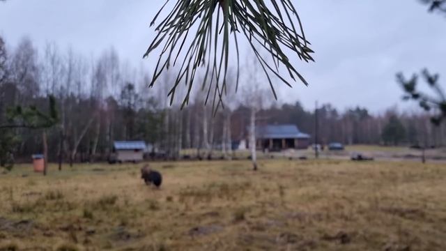 Обычная деревенская жизнь: овечка окотилась, печку кормилицу делаем красивой. У ягненка три мамы. смотреть онлайн