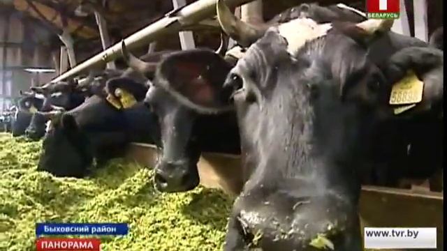 В Могилевской области проблемы в молочно-товарных комплексах смотреть онлайн