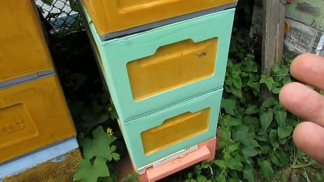 верхний леток под крышей улья - пчелы хорошо охраняют леток, хорошо развиваются и носят мед