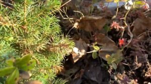 Первая весенняя обработка можжевельника и других хвойников. Дачный обзор 4 мая.