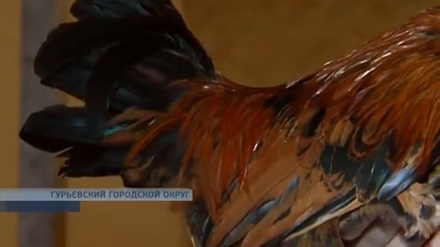 Символы года смотреть онлайн