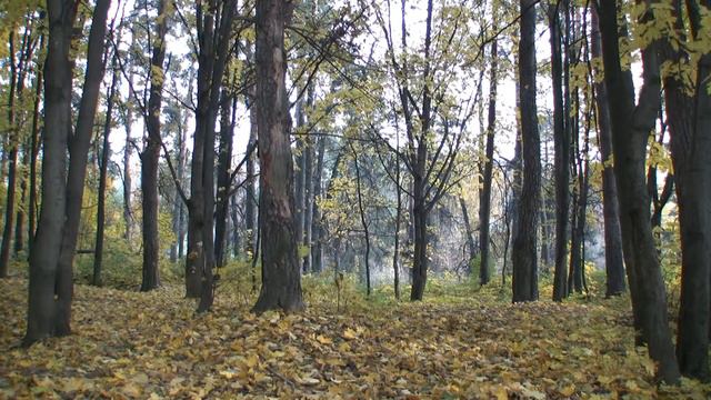 Золотая осень HD смотреть онлайн