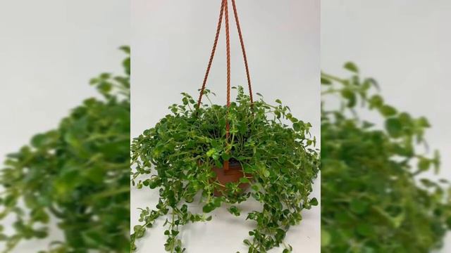 40+ Pilea plants varieties //types of pilea plants//Pinkish paradise смотреть онлайн
