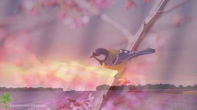 Эту музыку можно слушать вечно! Лучшая музыка Сергей Грищук! Прекрасные лебеди! смотреть онлайн