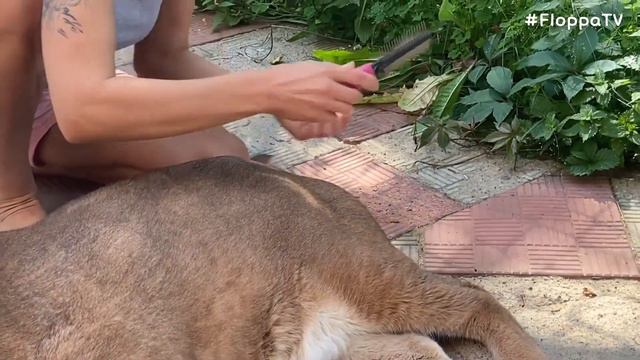 How to Brush Big Floppa #caracal #bigcat смотреть онлайн