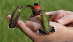 Колибри пьет воду с руки человека