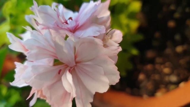 140. 러쉬무어 골든걸 제라늄 rushmoor golden girl geranium смотреть онлайн