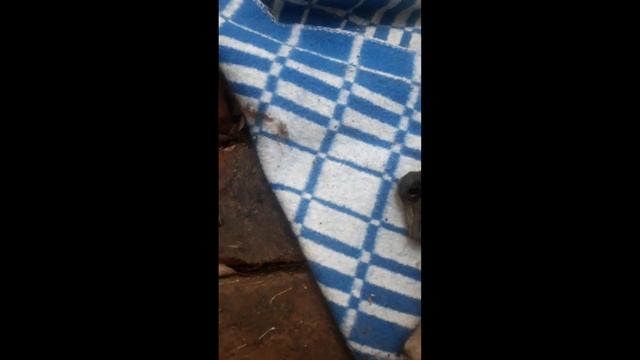 Geely CK (Otaka) Замена поршневых колец смотреть онлайн