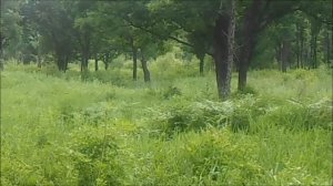 Маскхалат "Леший",проверка на местности.