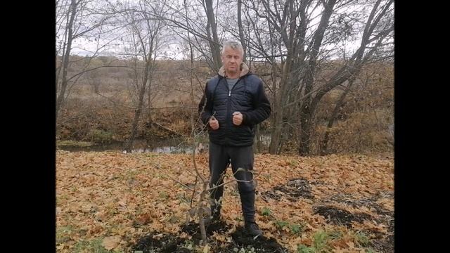 Для чего нужна побелка плодовых деревьев Когда и чем белить смотреть онлайн