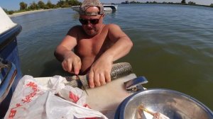 Ловля пеленгаса на Дону 2021. Чистим пеленгаса. Жарим пеленгаса. Осенняя раздача по пеленгасу.